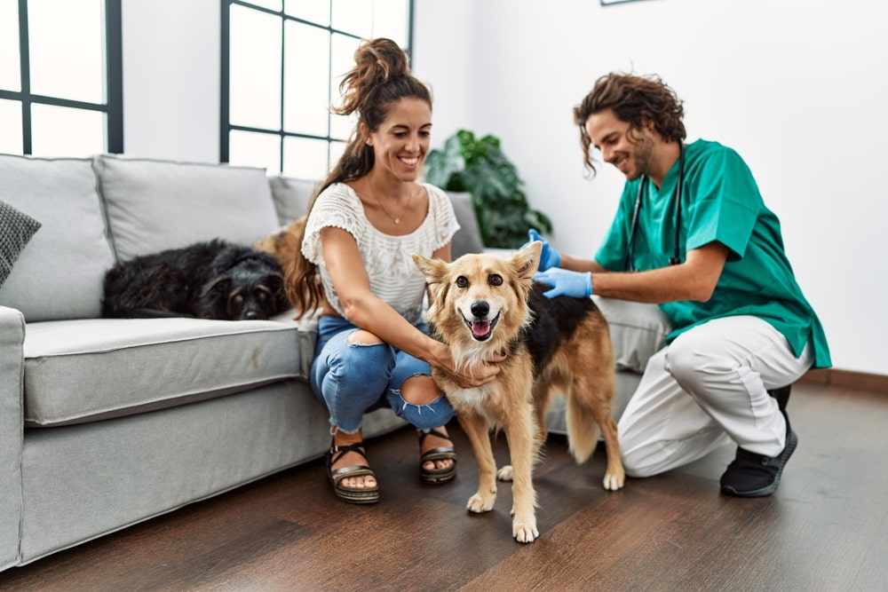 Les avantages du recours à un vétérinaire à domicile