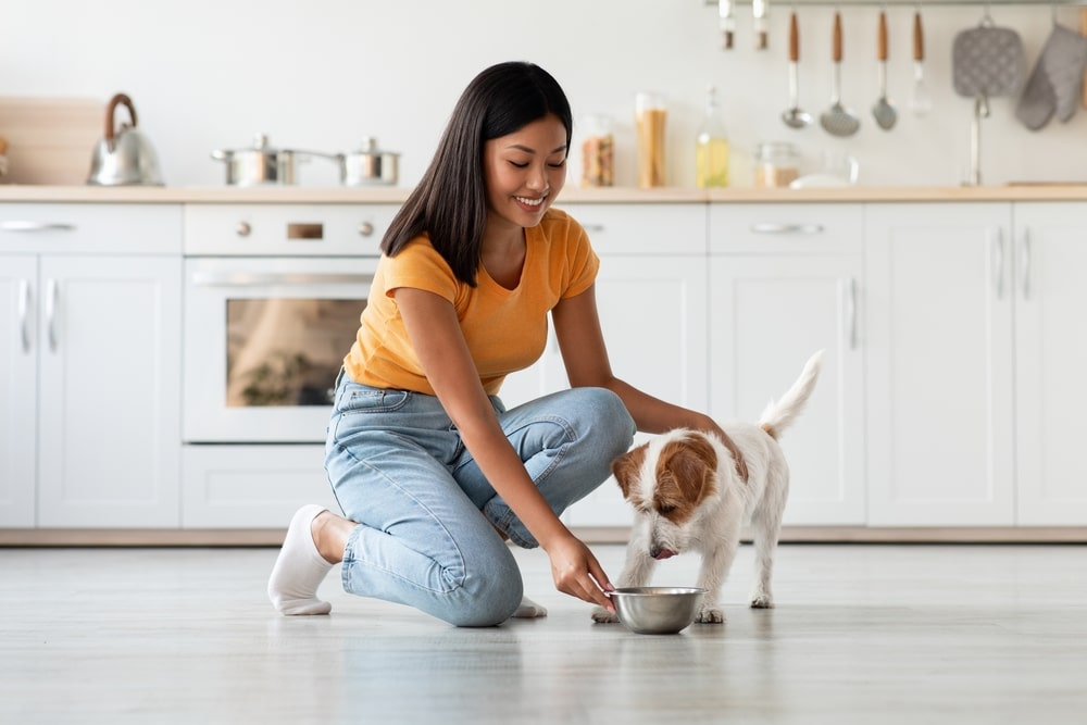 liste d’ingrédients de nourritures pour chien