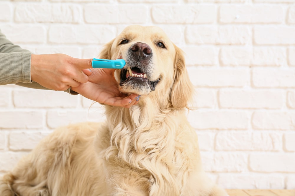 Le brossage régulierdes dents 