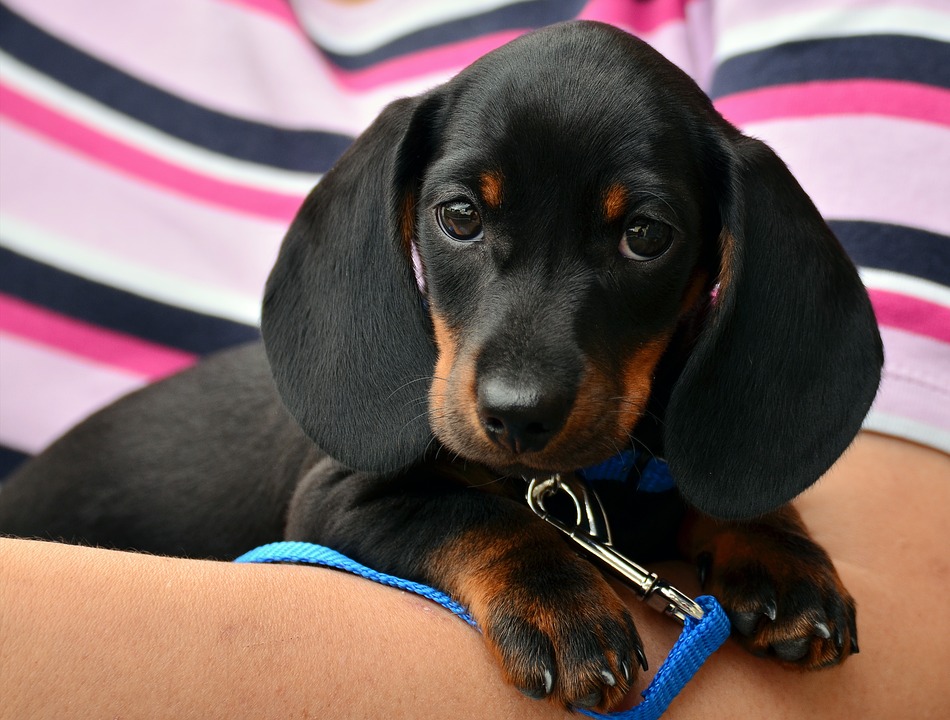 prendre soin de la santé de son chien