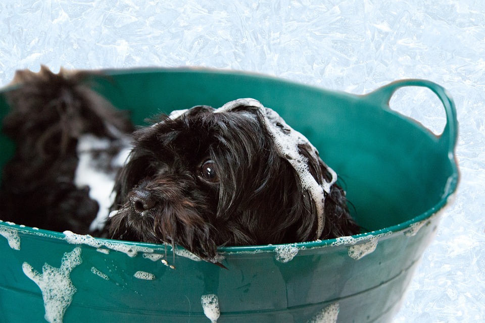 toilettage de mon chien