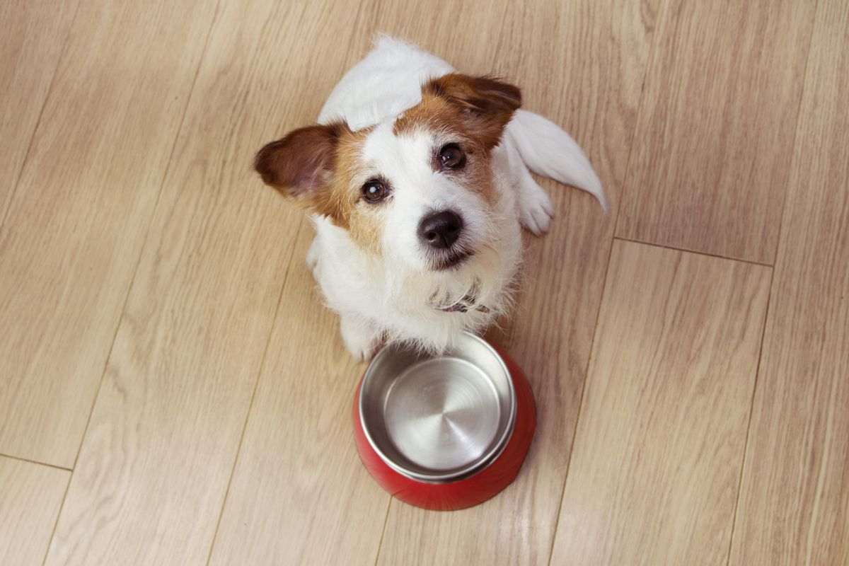 accessoires à avoir pour son chien