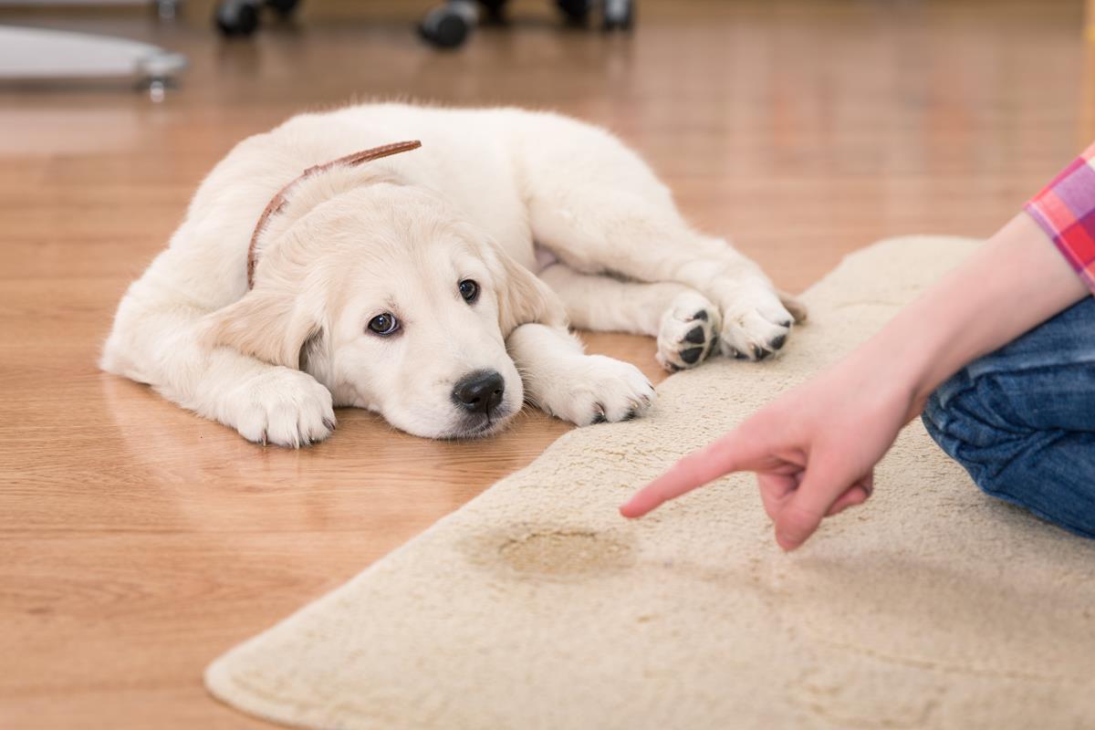 éducation d’un chiot