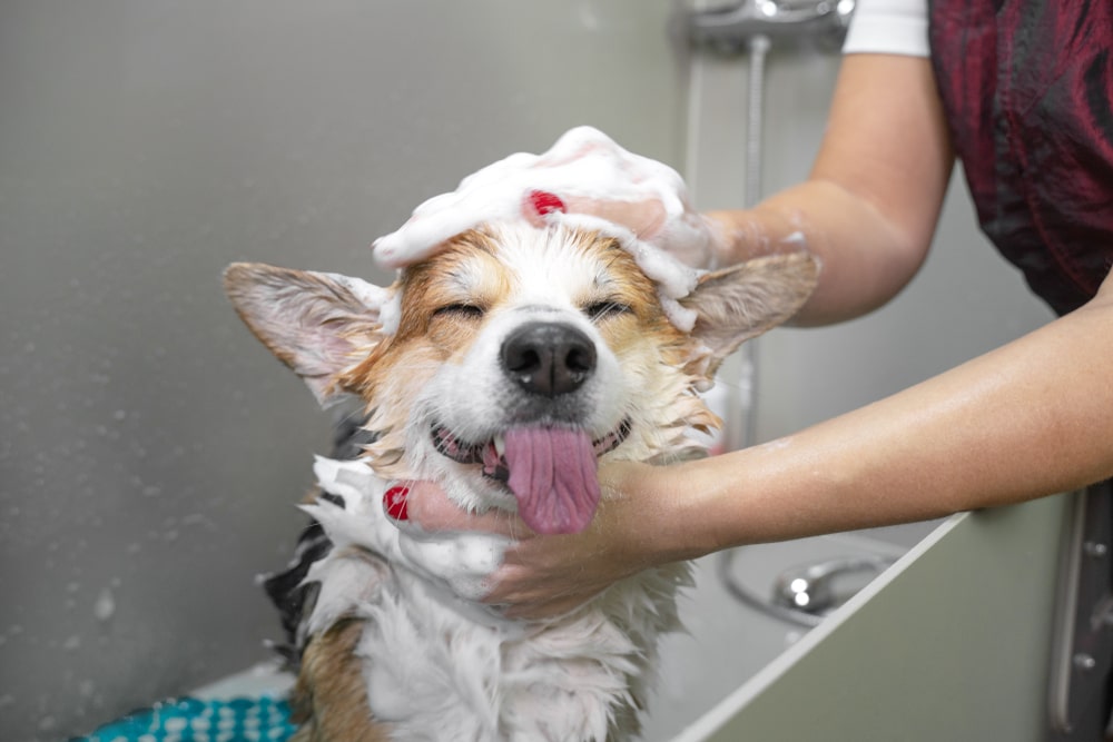 L'hygiène et les soins quotidiens pour les animaux domestiques